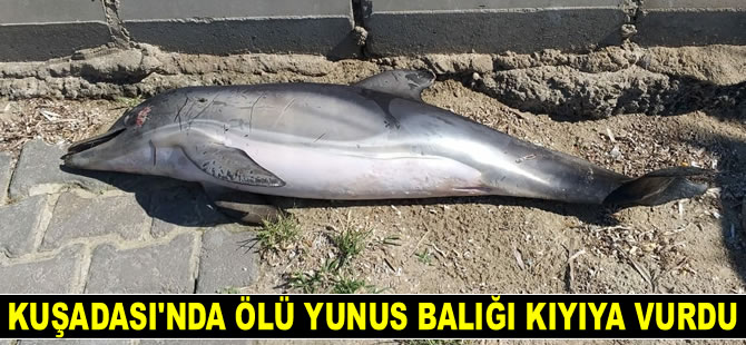 Kuşadası'nda ölü yunus balığı kıyıya vurdu