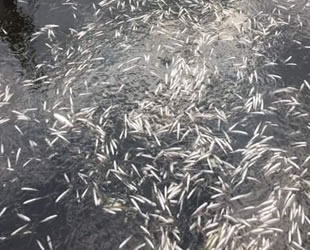 Ankara'daki Çayırhan Gölü'nde toplu balık ölümleri endişe yarattı