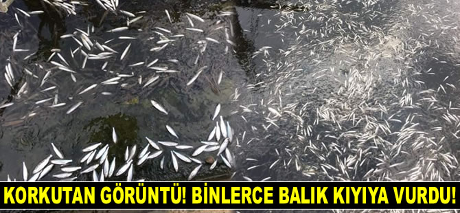 Ankara'daki Çayırhan Gölü'nde toplu balık ölümleri endişe yarattı