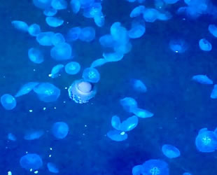 Marmara Denizi’nde denizanası istilası yaşanıyor