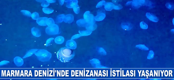 Marmara Denizi’nde denizanası istilası yaşanıyor