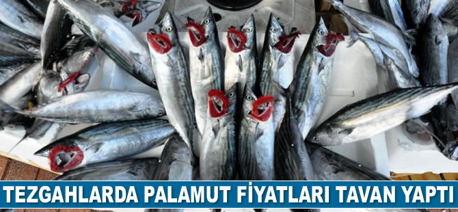 Tezgahlarda palamut fiyatları tavan yaptı