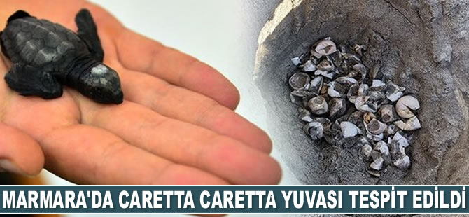 Marmara'da caretta caretta yuvası tespit edildi
