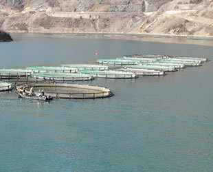 Borçka Barajı'nda üretilen Türk somonları dünyaya ihraç ediliyor