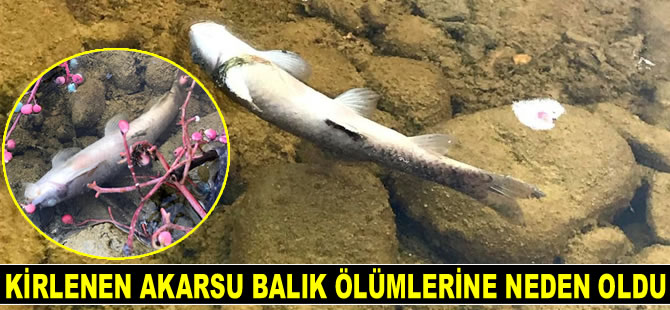 Kirlenen akarsu balık ölümlerine neden oldu