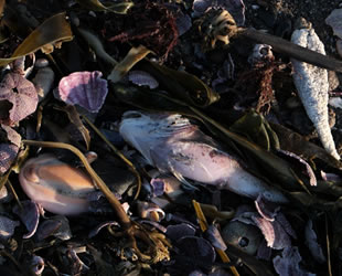 Kamçatka'daki 'gizemli' çevre felaketinde deniz yaşamının yüzde 95'i yok oldu
