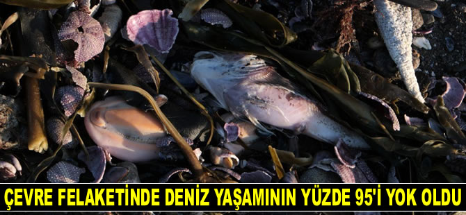 Kamçatka'daki 'gizemli' çevre felaketinde deniz yaşamının yüzde 95'i yok oldu