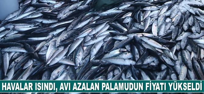 Havalar ısındı, avı azalan palamudun fiyatı yükseldi