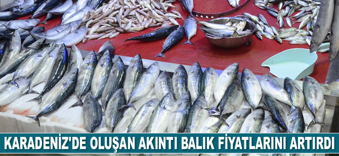 Karadeniz'de oluşan akıntı balık fiyatlarını artırdı