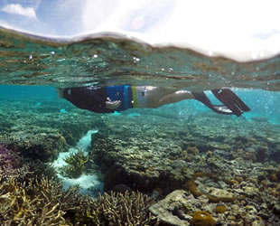 Avustralya'nın Büyük Bariyer Resifi'nin yarısı kayboldu