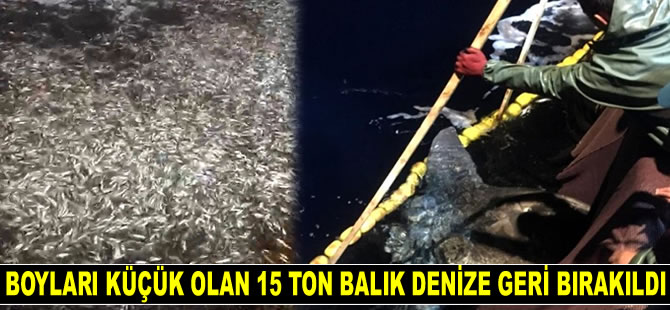 Çanakkale'de boyları küçük olan 15 ton balık denize geri bırakıldı