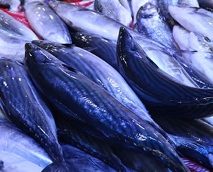 Palamut, Karadeniz’e ‘elveda’ demeye hazırlanıyor