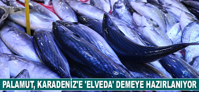 Palamut, Karadeniz’e ‘elveda’ demeye hazırlanıyor