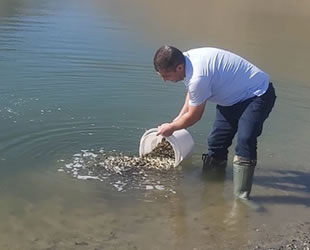 Elazığ'da üretilen 5 milyon balık 21 baraja bırakılacak