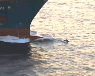 Yunusların dev gemilerle oyunu renkli görüntüler oluşturdu