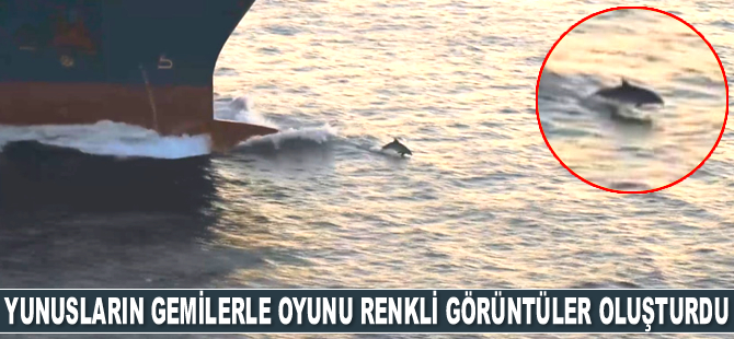 Yunusların dev gemilerle oyunu renkli görüntüler oluşturdu