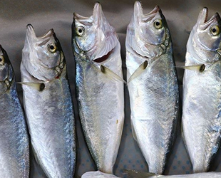 Çinekop tezgahlarda yerini almaya başladı