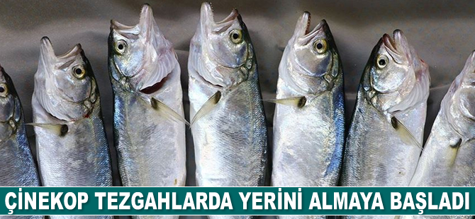 Çinekop tezgahlarda yerini almaya başladı