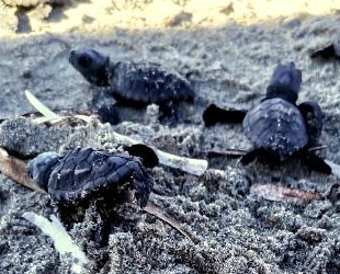 Çanakkale’de 32 yavru caretta caretta denize bırakıldı