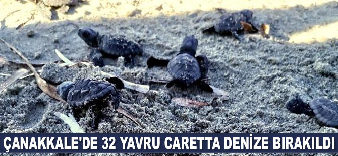 Çanakkale’de 32 yavru caretta caretta denize bırakıldı