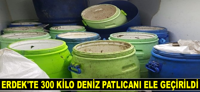 Erdek’te 300 kilo deniz patlıcanı ele geçirildi