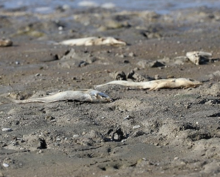 Amasya'da barajlardaki su miktarı dip yaptı, balıklar ölüyor