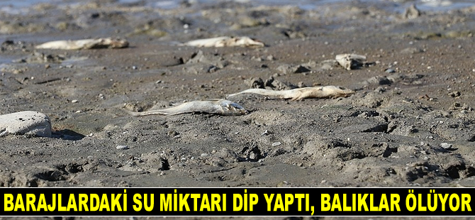 Amasya'da barajlardaki su miktarı dip yaptı, balıklar ölüyor