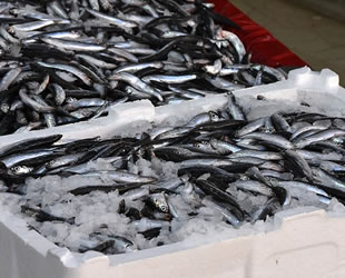 Karadeniz hamsisi tezgahlarda yerini almaya başladı