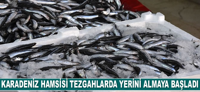 Karadeniz hamsisi tezgahlarda yerini almaya başladı
