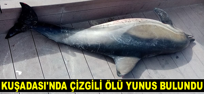 Kuşadası'nda çizgili ölü yunus bulundu