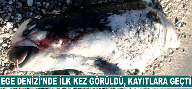 Ege’de ilk kez görüldü, kayıtlara geçti