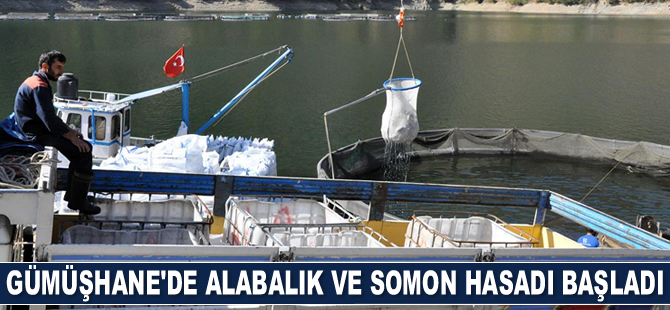 Gümüşhane’de alabalık ve somon hasadı başladı