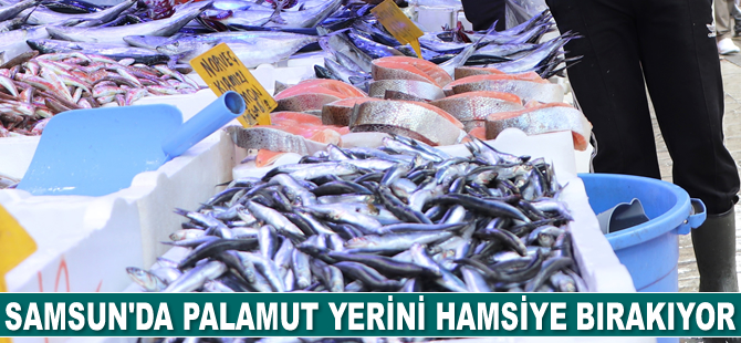 Samsun'da palamut yerini hamsiye bırakıyor