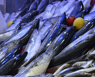 Balık tezgahlarında palamut bolluğu devam ediyor