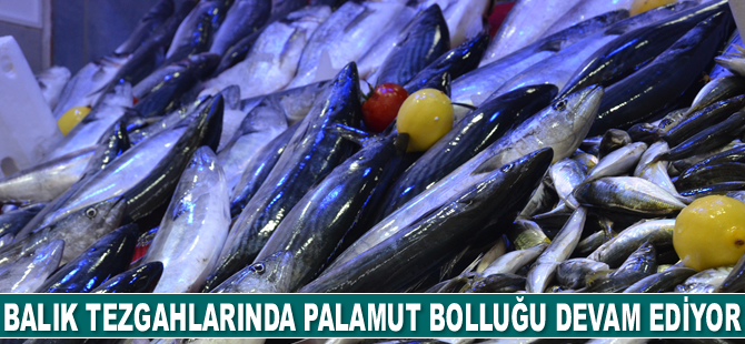 Balık tezgahlarında palamut bolluğu devam ediyor