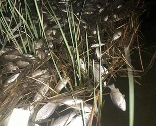 Kızılırmak’a elektrik verdiler, balıkları öldürdüler