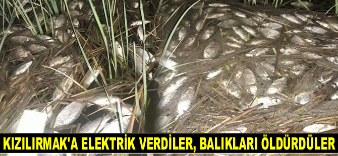 Kızılırmak’a elektrik verdiler, balıkları öldürdüler
