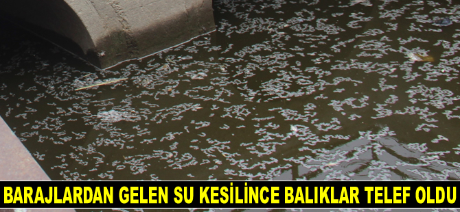 Barajlardan gelen su kesilince balıklar telef oldu