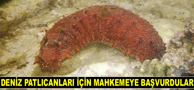 Deniz patlıcanları için mahkemeye başvurdular