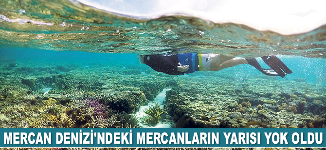 Mercan Denizi’ndeki mercanların yarısı yok oldu
