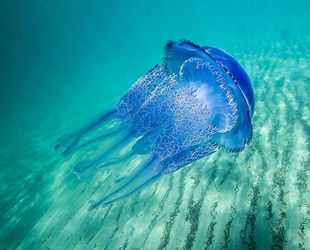 Mustafa Sarı: Denizanaları kirli sahilleri temizleme noktasında doğal yardımcı