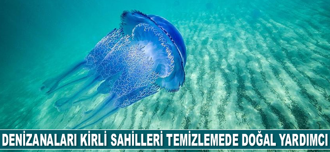 Mustafa Sarı: Denizanaları kirli sahilleri temizleme noktasında doğal yardımcı