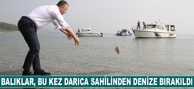 Balıklar, bu kez Darıca sahilinden denize bırakıldı