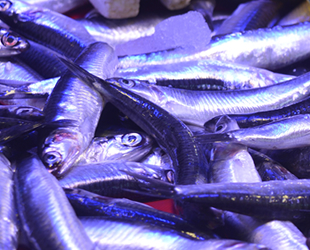 Eskişehir’de hamsi fiyatları ikiye katlandı