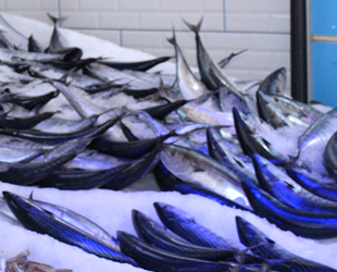 Sinop’ta palamut fiyatları 3 katına çıktı