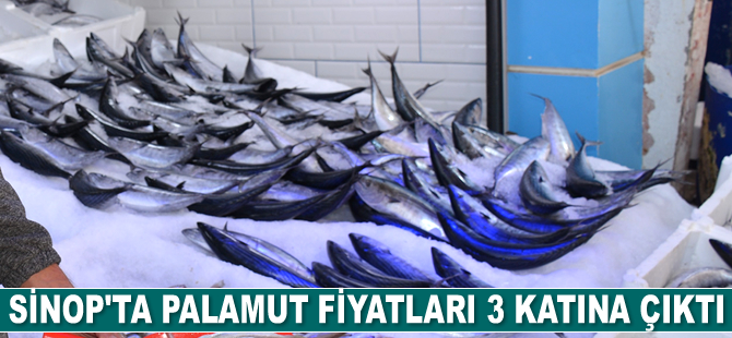 Sinop’ta palamut fiyatları 3 katına çıktı