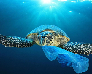 Caretta carettaların sindirim sisteminde yüzde 60 plastik çıktı