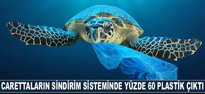 Caretta carettaların sindirim sisteminde yüzde 60 plastik çıktı