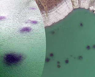 Baraj gölündeki balıkların kümeler halinde durmasının nedeni ortaya çıktı