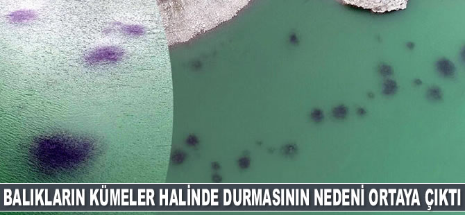 Baraj gölündeki balıkların kümeler halinde durmasının nedeni ortaya çıktı